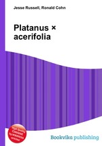 Platanus  acerifolia