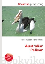 Australian Pelican