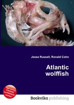 Atlantic wolffish