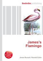 James`s Flamingo