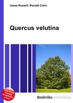 Quercus velutina