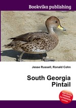 South Georgia Pintail