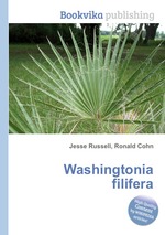 Washingtonia filifera