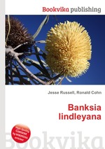 Banksia lindleyana