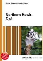 Northern Hawk-Owl