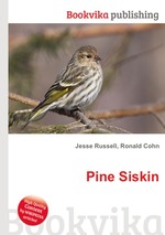 Pine Siskin