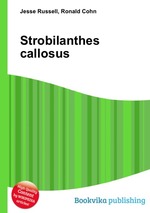 Strobilanthes callosus