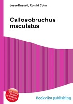 Callosobruchus maculatus