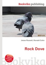 Rock Dove