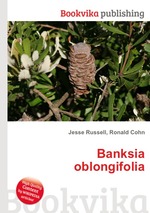 Banksia oblongifolia