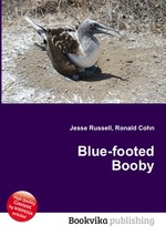 Blue-footed Booby