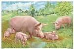 Свинья с поросятами. Плакат