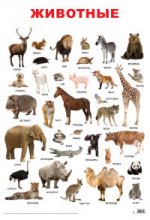 Животные. Учебный плакат