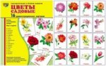 Демонстр. картинки "Цветы садовые" (173х220мм)