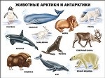 Животные Арктики и Антарктики. Плакат