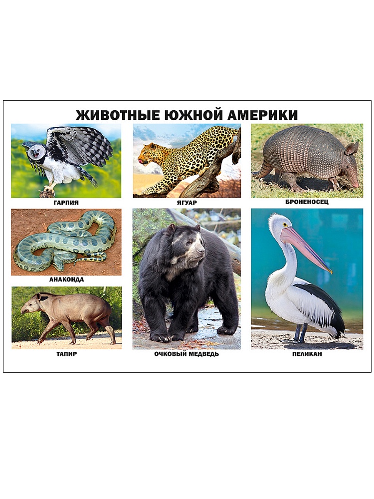 ПЛАКАТ. ЖИВОТНЫЕ ЮЖНОЙ АМЕРИКИ