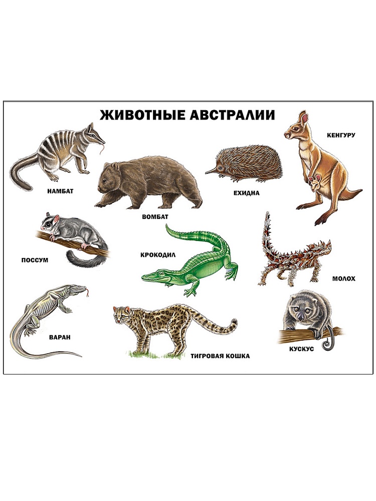 ПЛАКАТ. ЖИВОТНЫЕ АВСТРАЛИИ