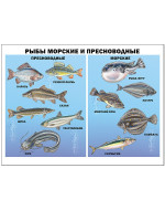 ПЛАКАТ. РЫБЫ МОРСКИЕ И ПРЕСНОВОДНЫЕ