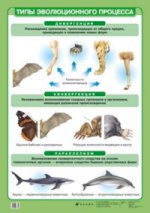 Типы эволюционного процесса. Плакат