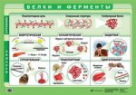 Наглядное пособие. Белки и ферменты
