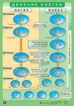 Деление клетки.(мат)(нп)