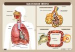 Плакат. Дыхательная система (матовая пленка)
