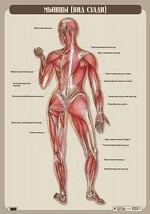 Мышцы (вид сзади). Плакат