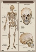 Скелет. Плакат
