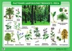 Немцева.Растения широколиственного леса.(картон) 70х100/1