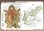 Сивоглазов.Класс земноводных.Строение лягушки.(1) 70х100/1