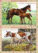 Домашние животные. Корова с телятами. Лошадь с жеребятами. Плакат