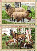 Домашние животные. Овцы. Козы. Плакат