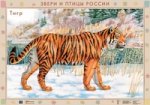 Звери и птицы России.Тигр/Рысь.(2)
