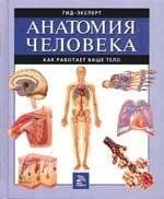 Анатомия человека. Как работает ваше тело
