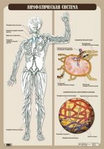 Лимфатическая система. Плакат