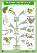 Наглядное пособие. Филогенетическое древо растительного мира