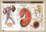 Выделительная система.(мат)(нп) 70х100/1