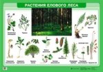Растения елового леса. Плакат