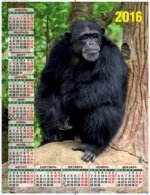 Символ года. Хозяин джунглей. Календарь настенный листовой на 2016 год