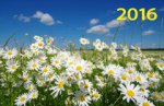 Ромашки в поле. Календарь настенный квартальный трехблочный на 2016 год