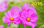 Цветы в парке. Календарь настенный квартальный трехблочный на 2016 год
