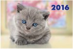 "Милый котёнок". Настенный трехблочный квартальный календарь с курсором в индивидуальной упаковке (Европакет)