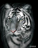 Блокнот настоящего хищника (Белый тигр)
