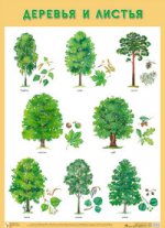 Деревья и листья. Плакат