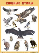 Плакат " Хищные птицы"