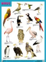 Плакат BIRDS (Птицы)