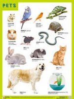 Плакат PETS (Домашние питомцы)
