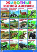 Плакат. Животные Южной Америки (550х770)