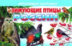 Карточки. Зимующие птицы России