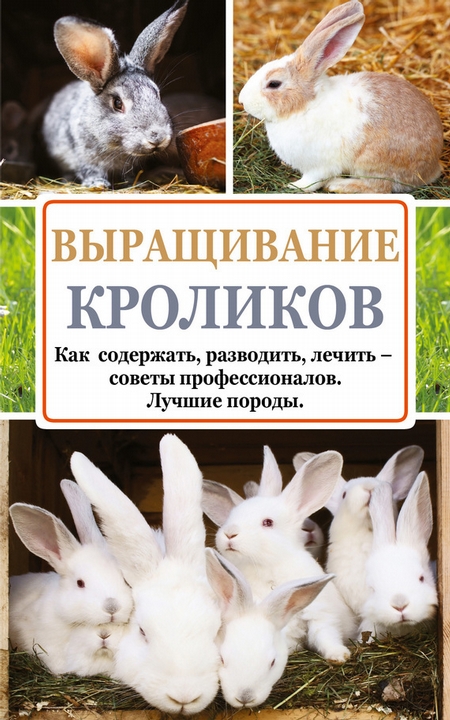 Выращивание кроликов. Как содержать, разводить, лечить – советы профессионалов. Лучшие породы